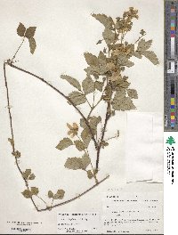 Rubus flagellaris image