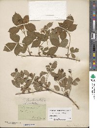 Rubus flagellaris image