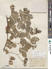 Rubus flagellaris image