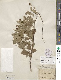 Rubus flagellaris image