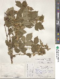 Rubus flagellaris image