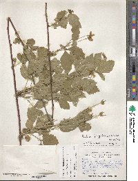 Rubus flagellaris image