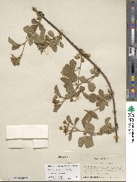 Rubus flagellaris image