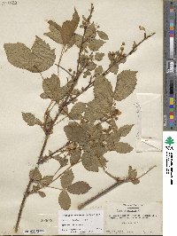 Rubus flagellaris image