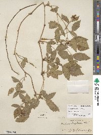 Rubus flagellaris image