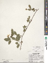 Rubus flagellaris image