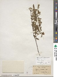 Rubus flagellaris image