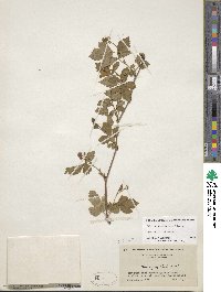 Rubus flagellaris image