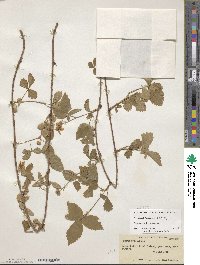 Rubus flagellaris image