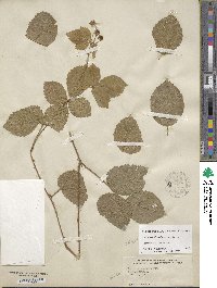 Rubus flagellaris image