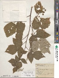 Rubus idaeus image