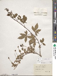 Rubus trivialis image