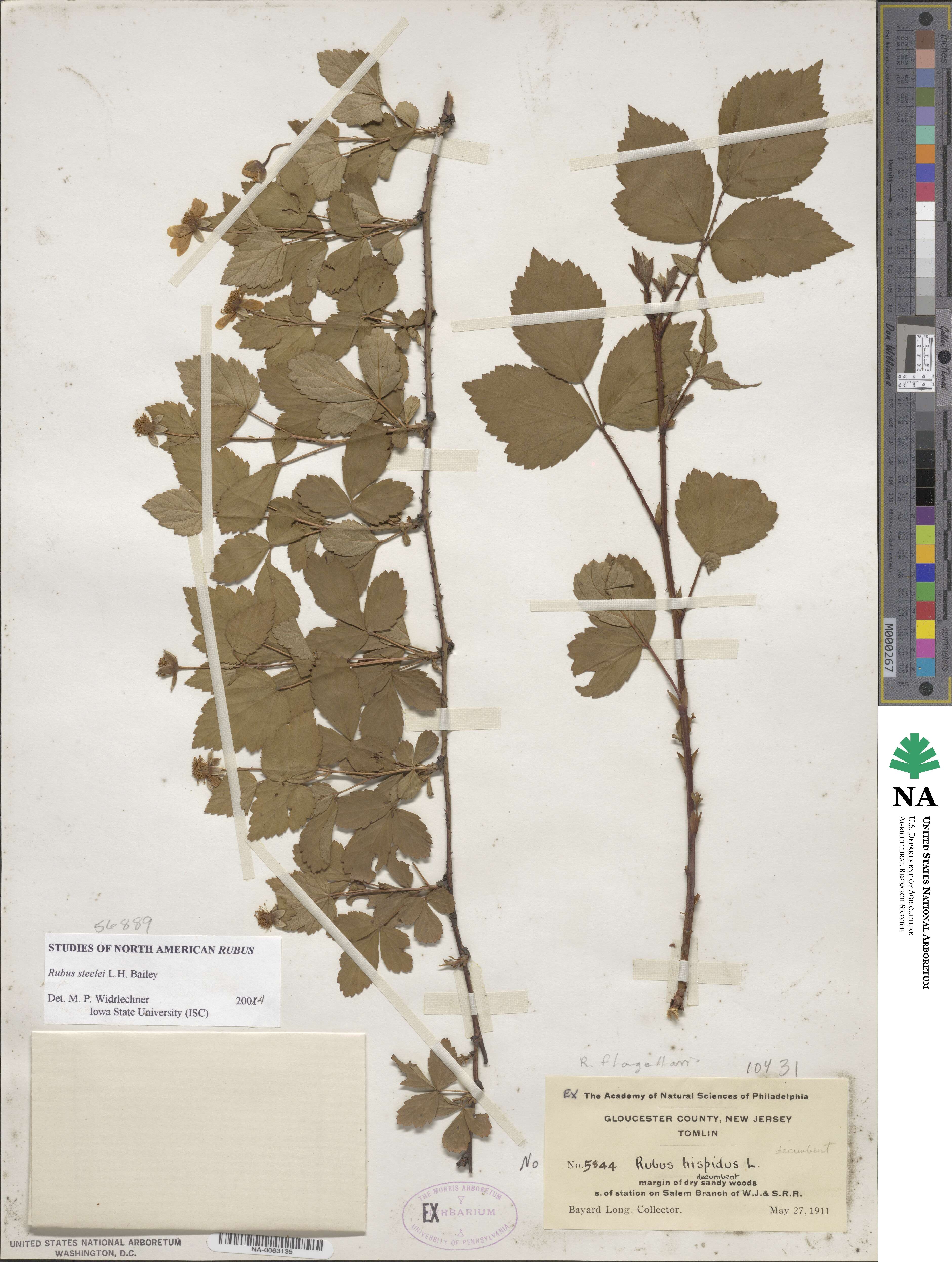 Rubus steelei image