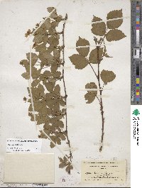 Rubus steelei image