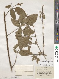 Rubus trivialis image