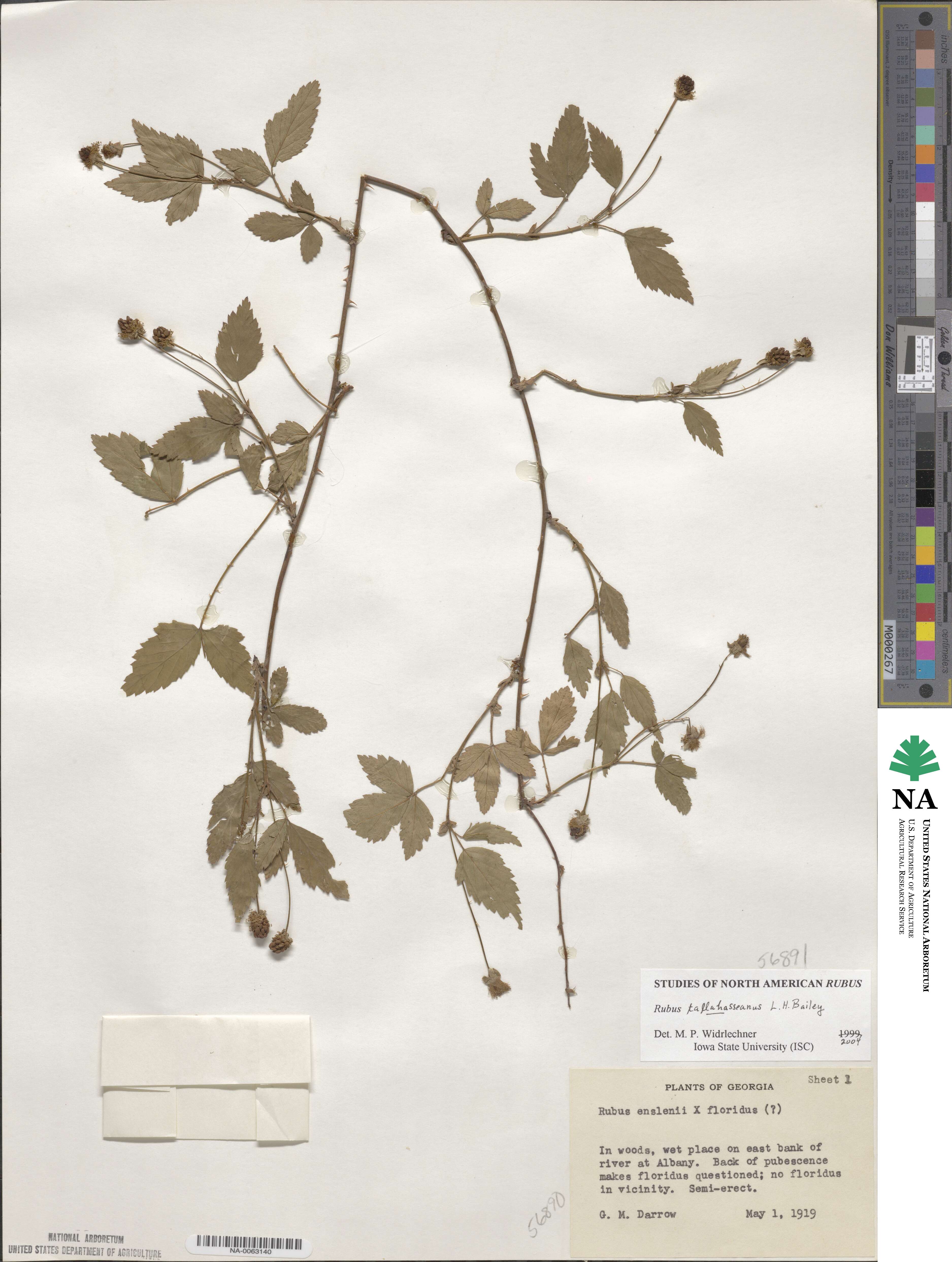 Rubus trivialis image