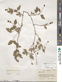 Rubus trivialis image