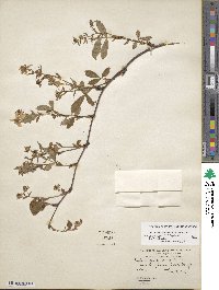 Rubus flagellaris image