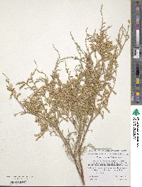 Tamarix ramosissima image