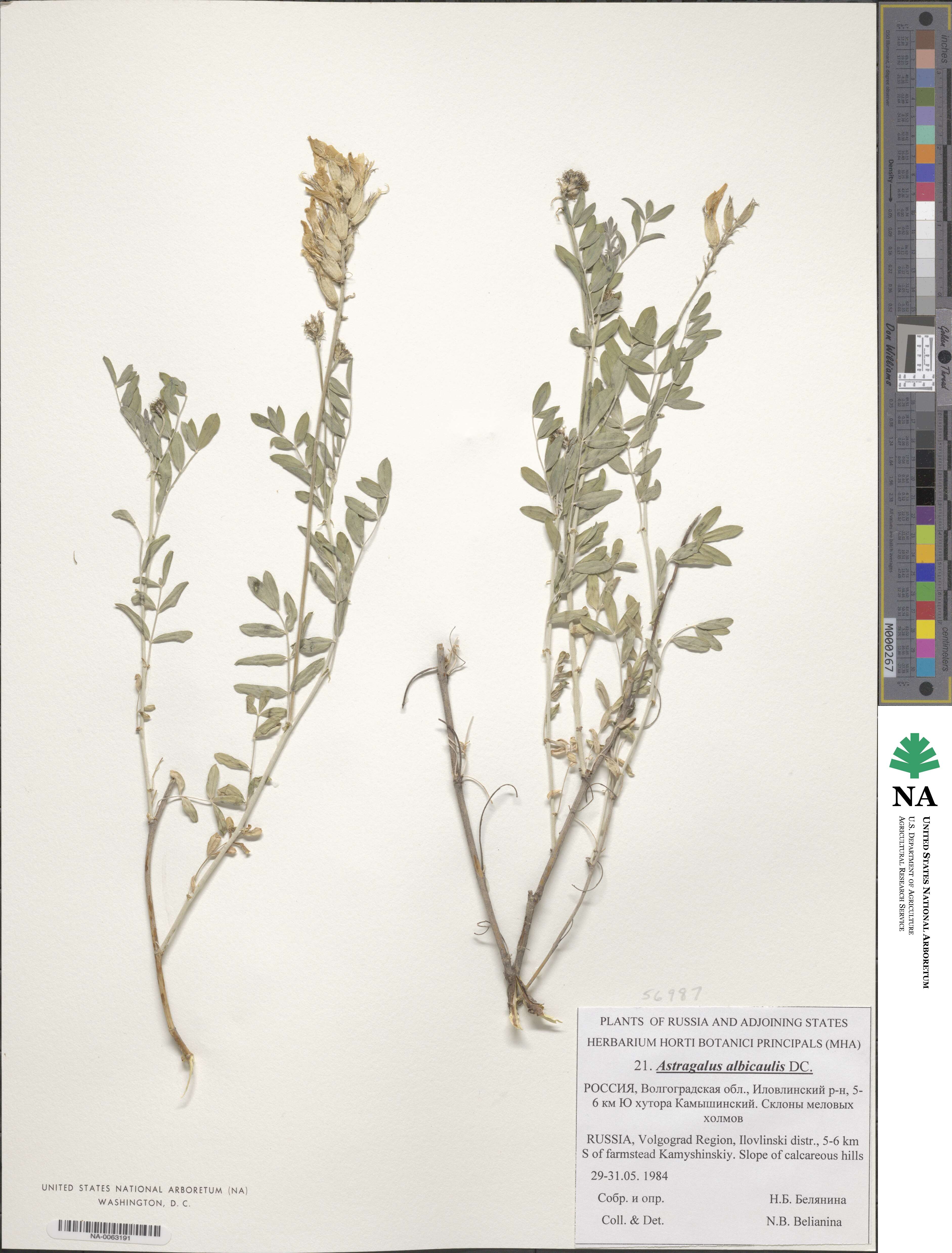 Astragalus albicaulis image