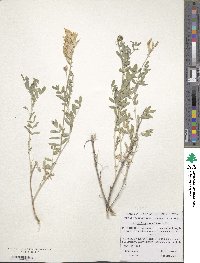 Image of Astragalus albicaulis