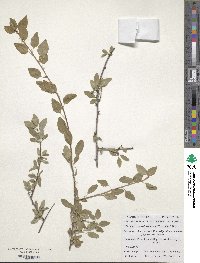 Prunus microcarpa image