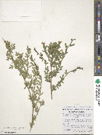 Chrysojasminum fruticans image