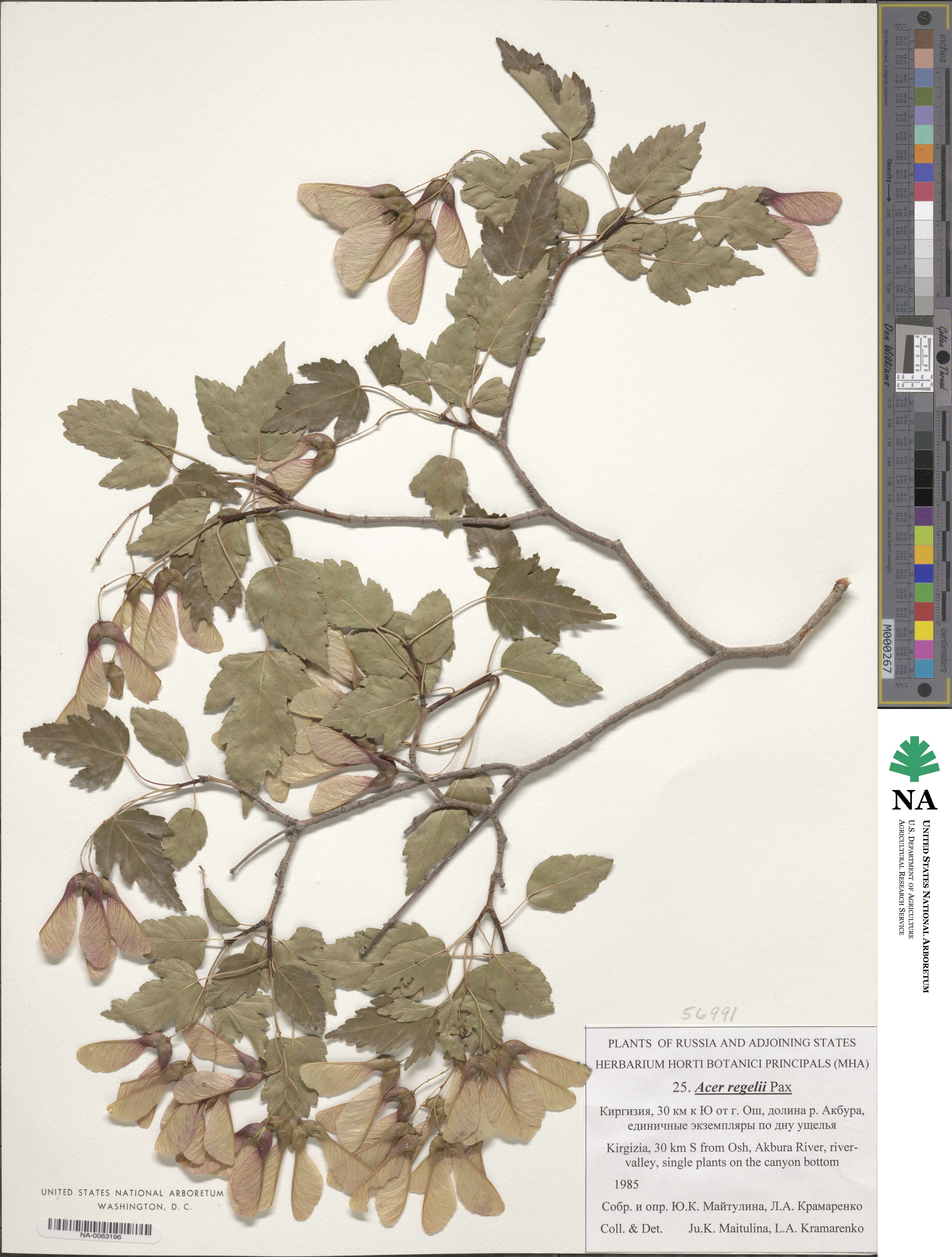 Acer pentapomicum image