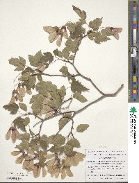 Acer pentapomicum image