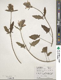 Prunella grandiflora image