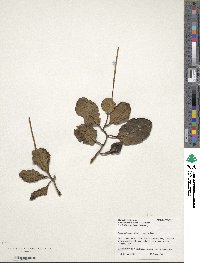 Peperomia magnoliifolia image