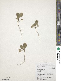 Brassica carinata image