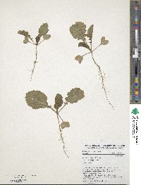 Brassica carinata image
