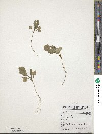 Brassica carinata image