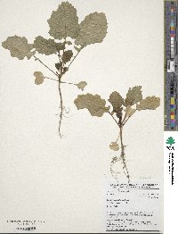 Brassica carinata image
