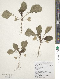 Brassica carinata image