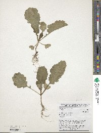 Brassica carinata image