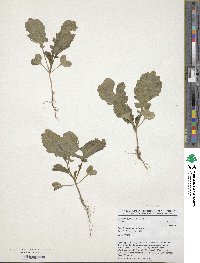 Brassica carinata image