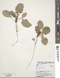 Brassica carinata image