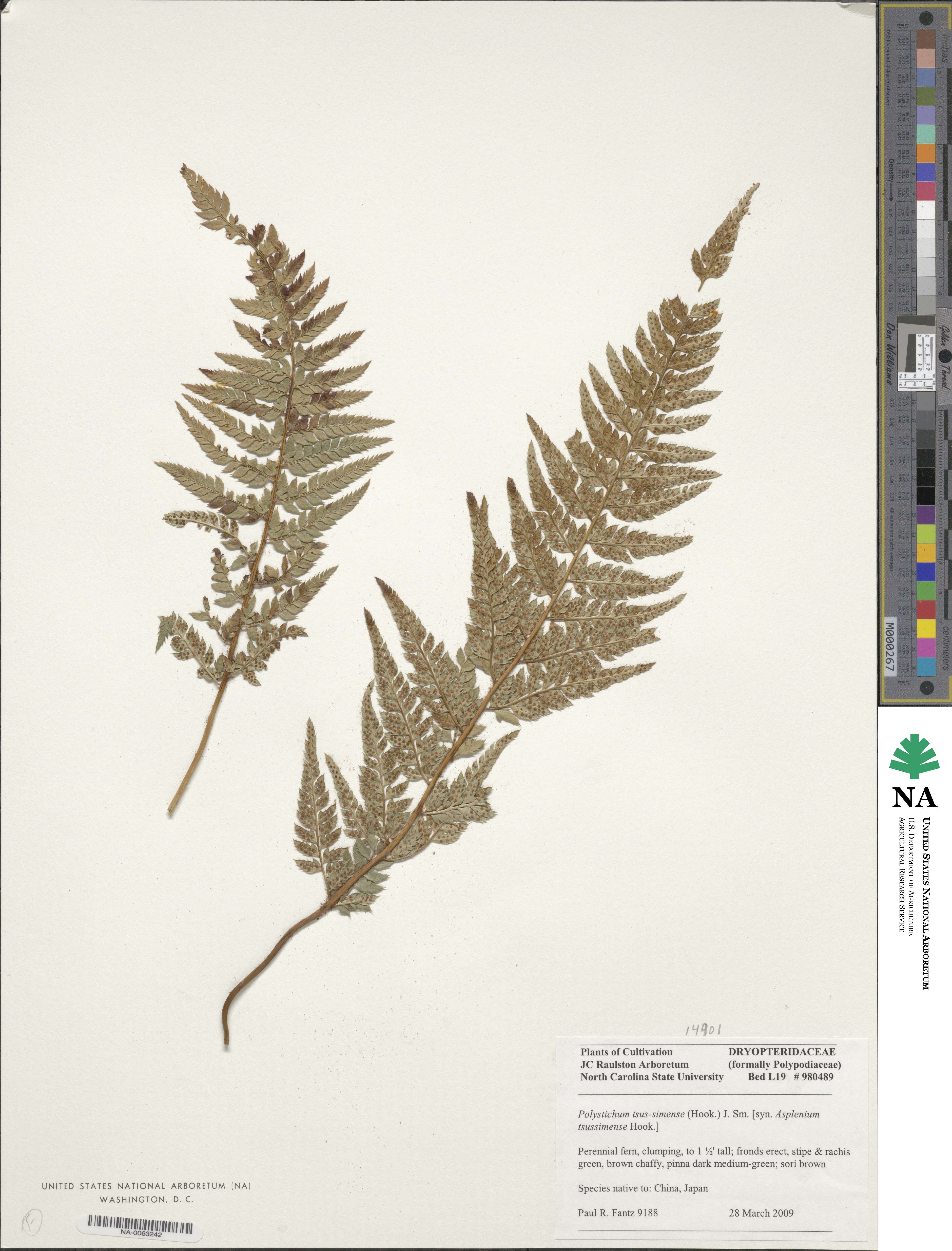 Polystichum luctuosum image