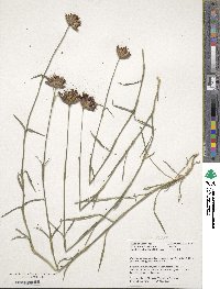 Dianthus giganteiformis image