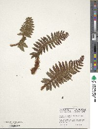 Polystichum aculeatum image