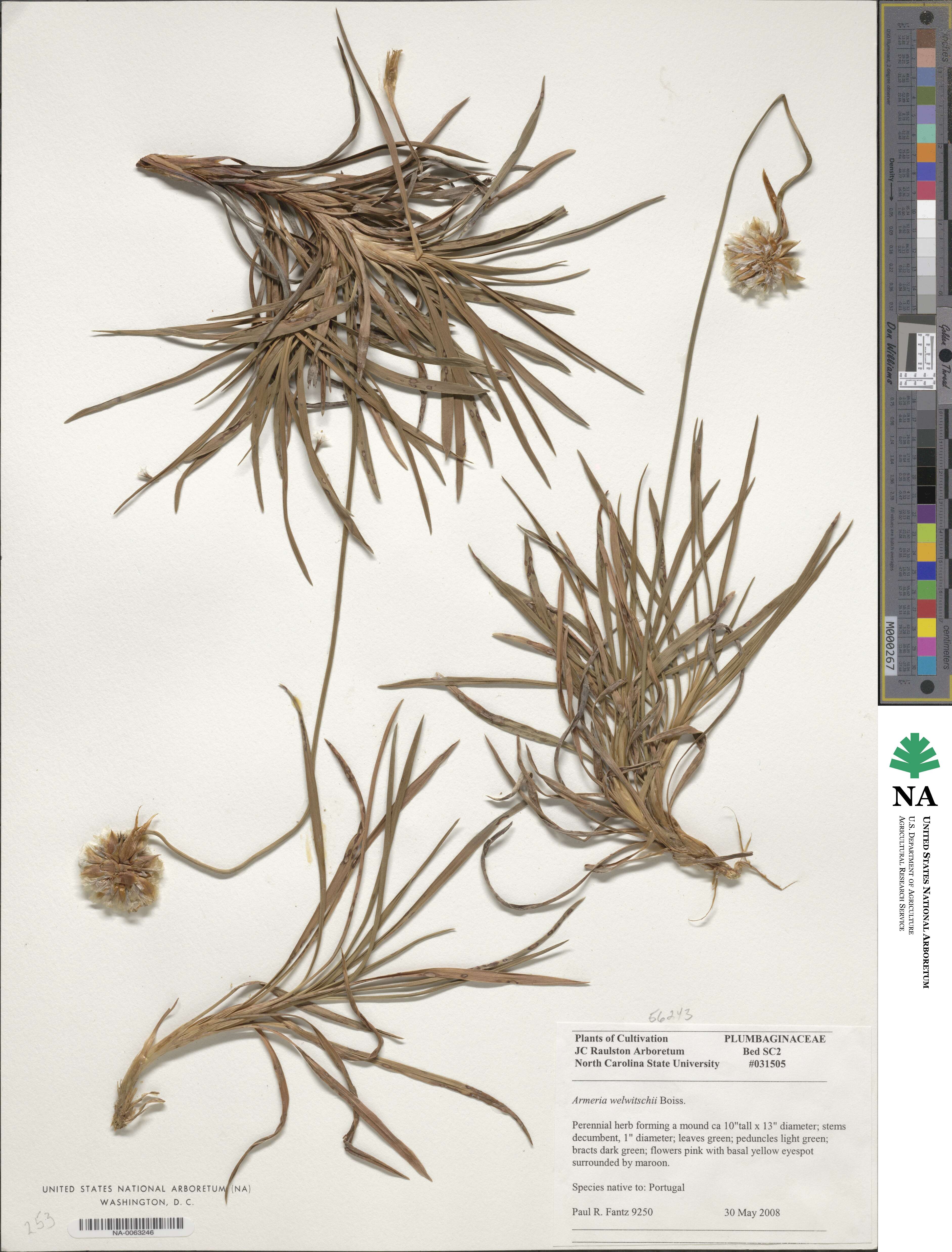 Armeria welwitschii image