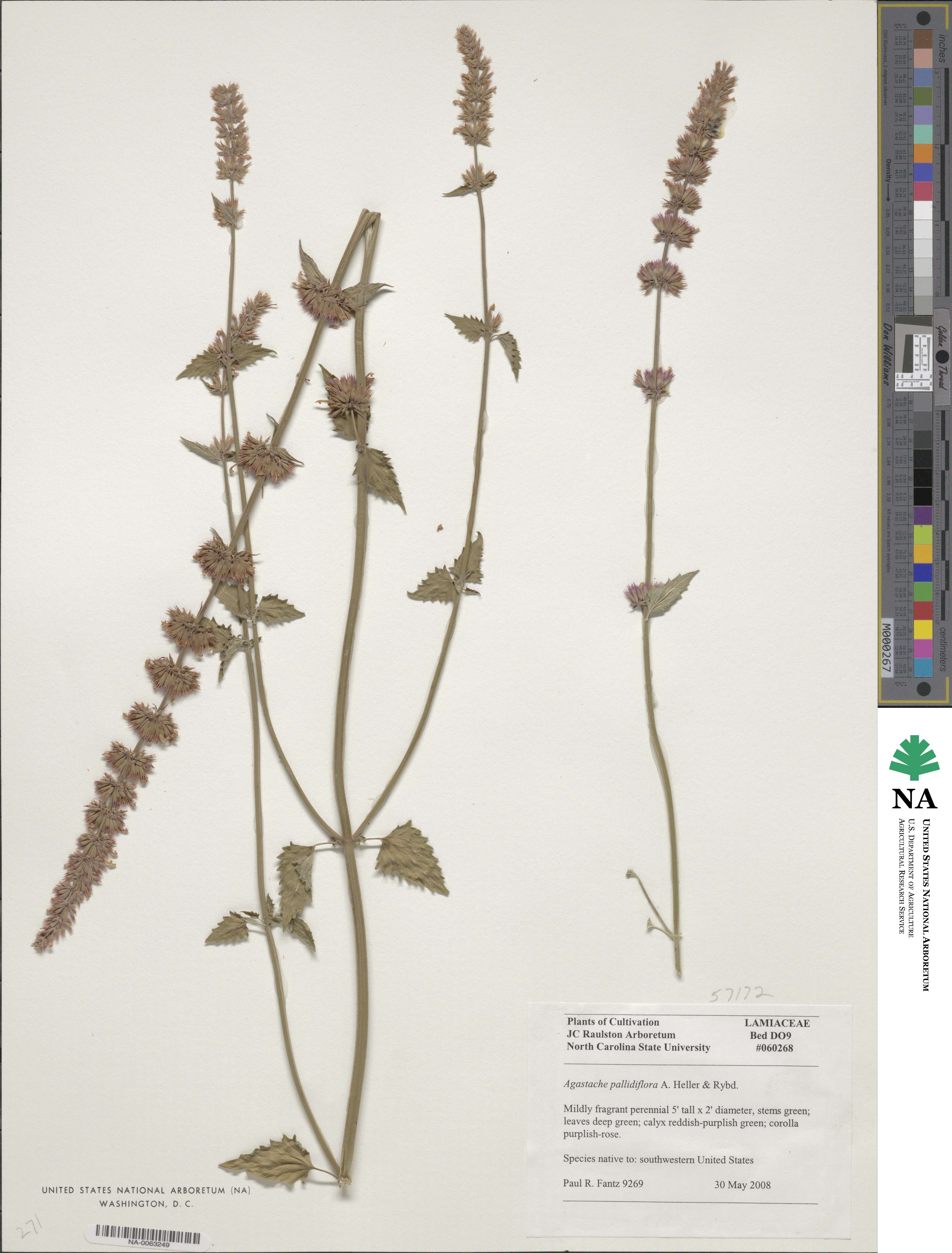 Agastache pallidiflora image