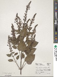 Scutellaria parvula image