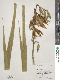 Yucca rupicola image