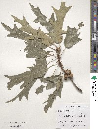 Quercus falcata image