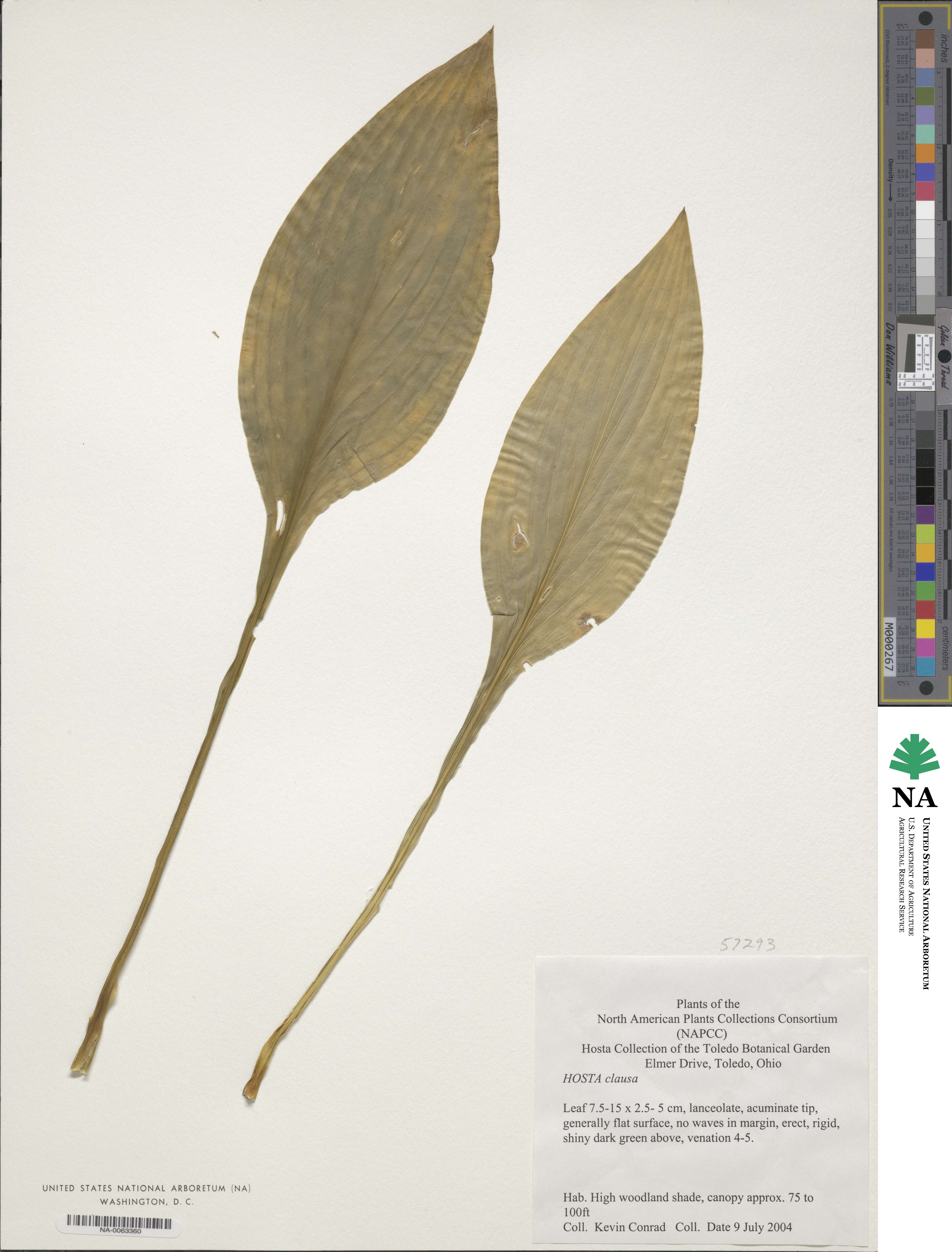 Hosta clausa image