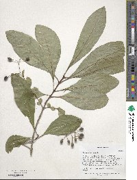 Chionanthus virginicus image