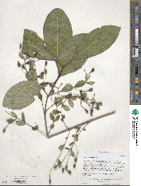 Chionanthus virginicus image